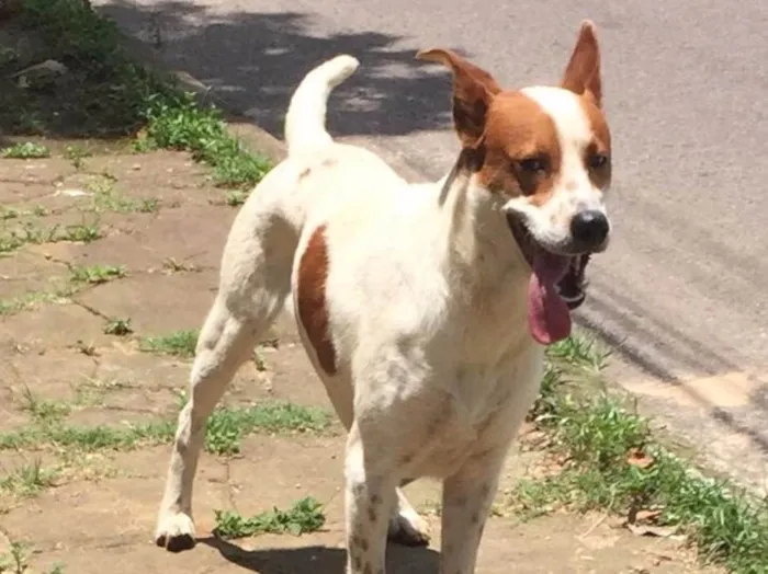 Cachorro ra a SRD idade 2 anos nome Maradona 