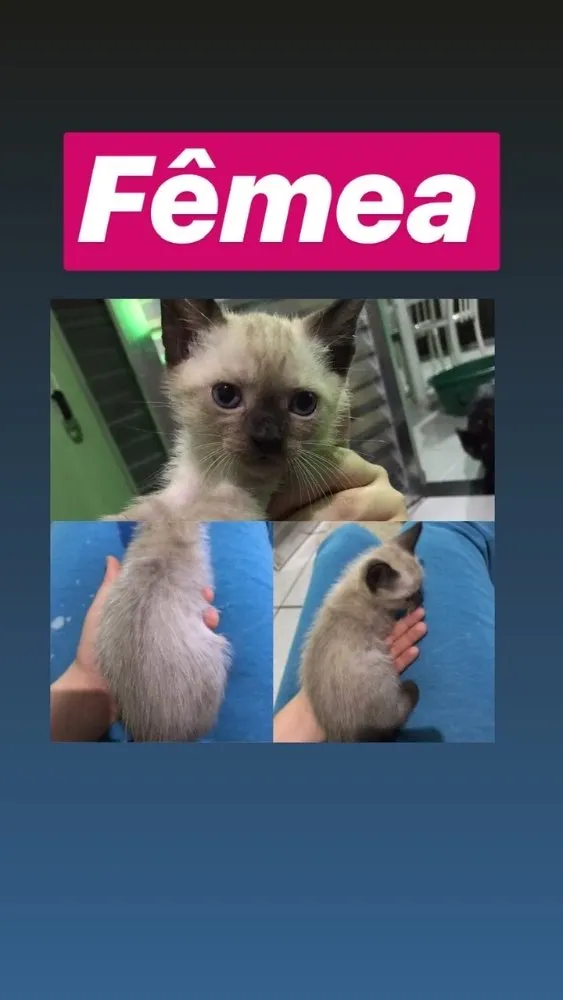 Gato raça Siamês sem raça  idade Abaixo de 2 meses nome Sem nome