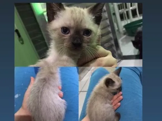 Gato raça Siamês sem raça  idade Abaixo de 2 meses nome Sem nome