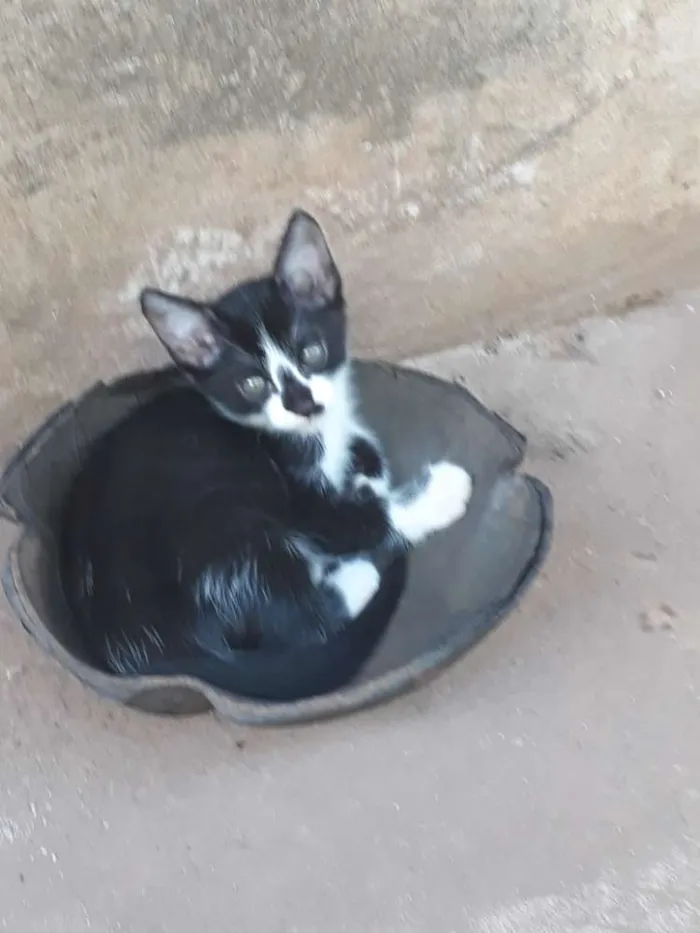 Gato ra a Gatos comuns idade Abaixo de 2 meses nome Sem nome