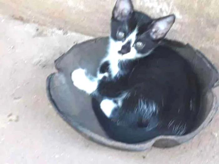 Gato ra a Gatos comuns idade Abaixo de 2 meses nome Sem nome