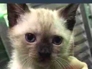 Gato raça Siamês sem raça  idade Abaixo de 2 meses nome Sem nome
