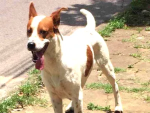 Cachorro raça SRD idade 2 anos nome Maradona 