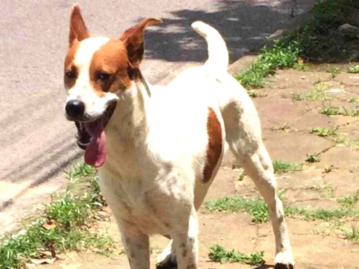 Cachorro ra a SRD idade 2 anos nome Maradona 