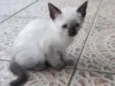 Gatinhos e gatinhas