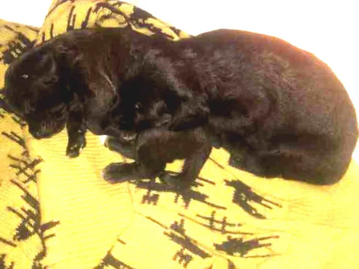 Cachorro ra a vira lata idade Abaixo de 2 meses nome ainda não tem nome