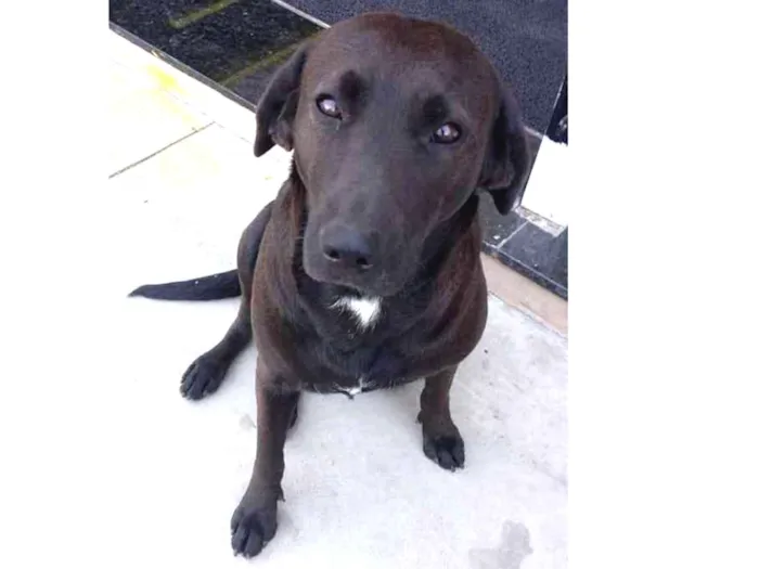 Cachorro ra a Srd idade 2 anos nome Lola