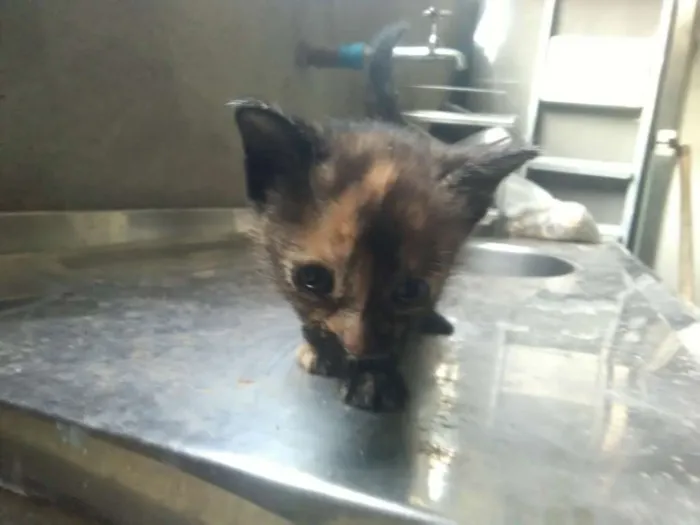 Gato ra a  idade Abaixo de 2 meses nome Sem nome 