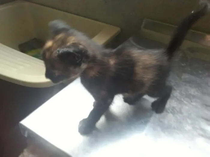 Gato ra a  idade Abaixo de 2 meses nome Sem nome 