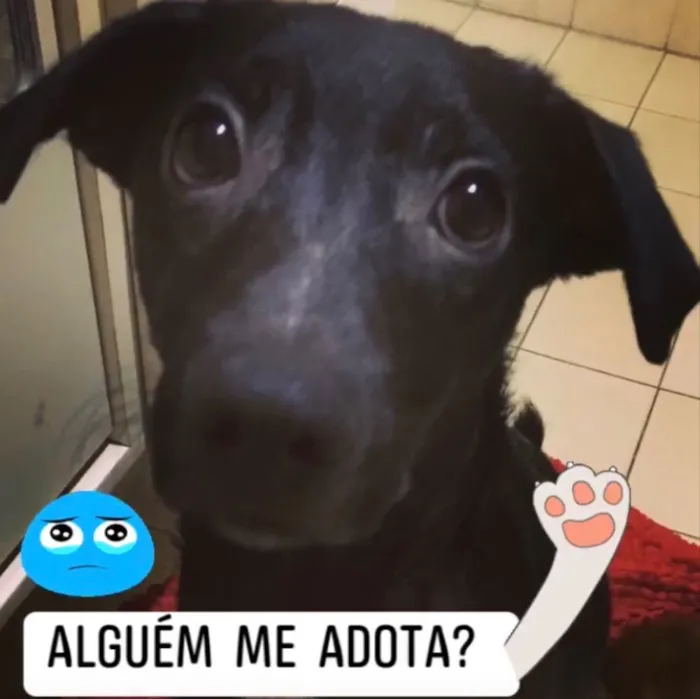 Cachorro ra a SRD idade 2 a 6 meses nome Bruce 