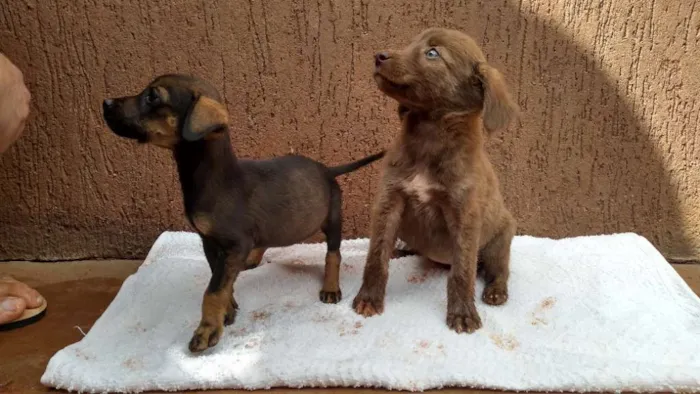 Cachorro raça SRD idade Abaixo de 2 meses nome Filhotas