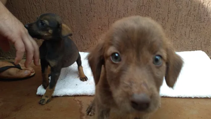 Cachorro raça SRD idade Abaixo de 2 meses nome Filhotas