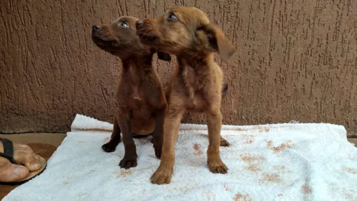 Cachorro raça SRD idade Abaixo de 2 meses nome Filhotas