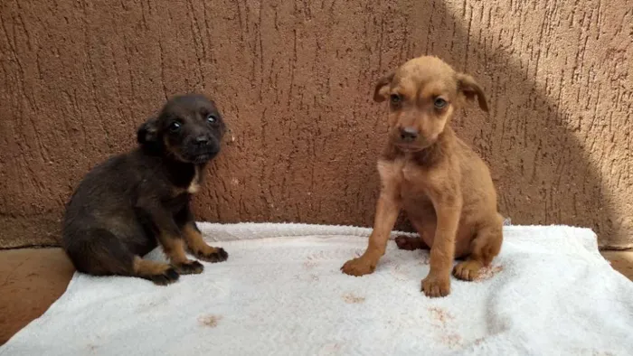 Cachorro raça SRD idade Abaixo de 2 meses nome Filhotas