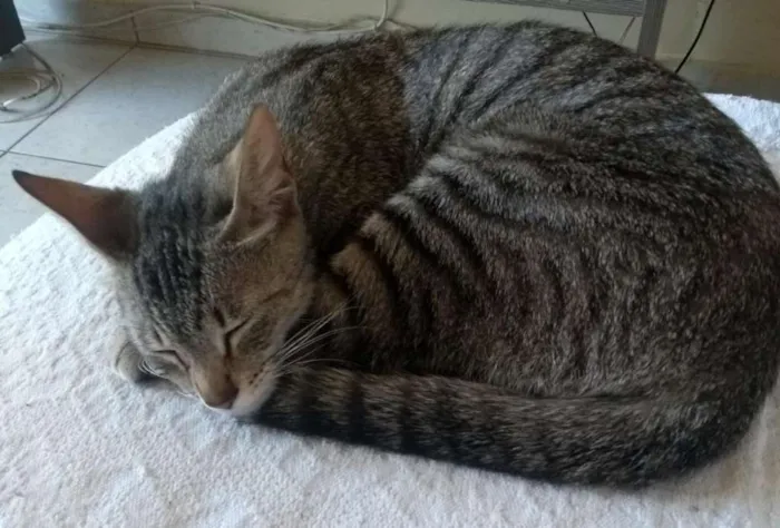 Gato ra a Srd, sem raça definida  idade  nome Não possui nome