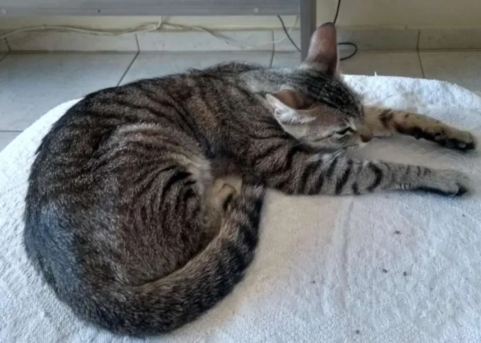 Gato ra a Srd, sem raça definida  idade  nome Não possui nome