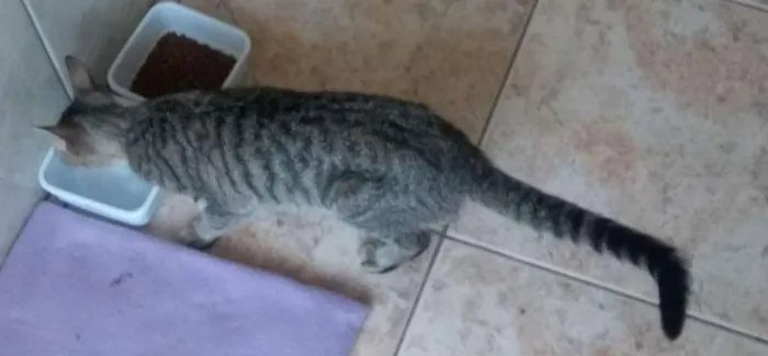 Gato ra a Srd, sem raça definida  idade  nome Não possui nome