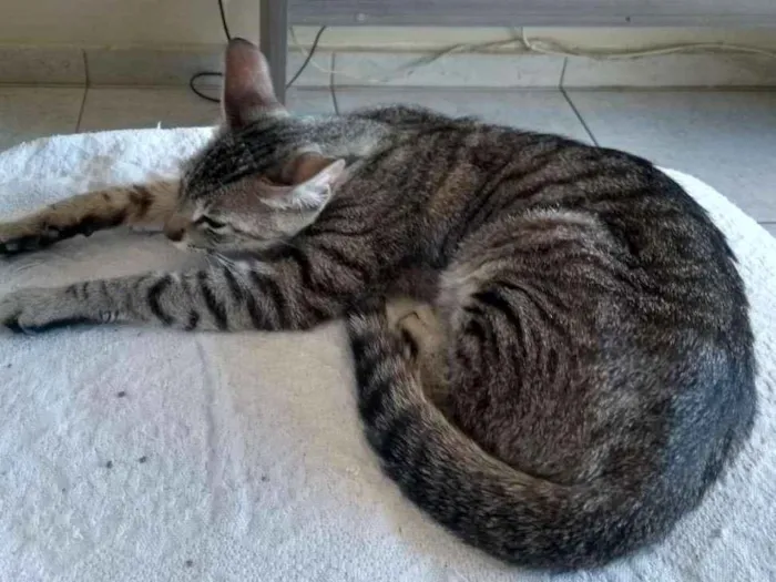 Gato ra a Srd, sem raça definida  idade  nome Não possui nome