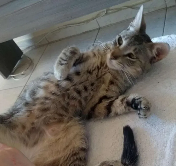 Gato ra a Srd, sem raça definida  idade  nome Não possui nome