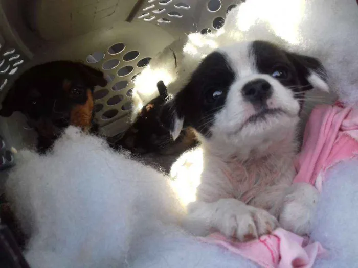 Cachorro raça Srd idade Abaixo de 2 meses nome Pequerruchas