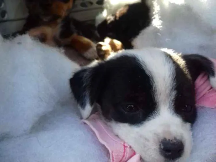 Cachorro raça Srd idade Abaixo de 2 meses nome Pequerruchas