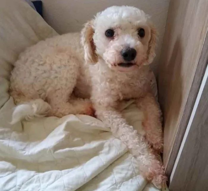 Cachorro ra a Poodle idade 2 anos nome Isabel