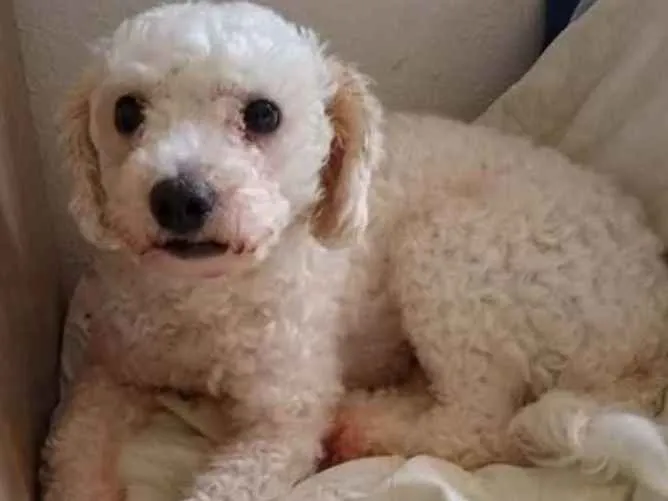 Cachorro ra a Poodle idade 2 anos nome Isabel