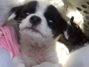 Cachorro raça Srd idade Abaixo de 2 meses nome Pequerruchas
