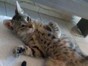 Gato raça Srd, sem raça definida  idade  nome Não possui nome