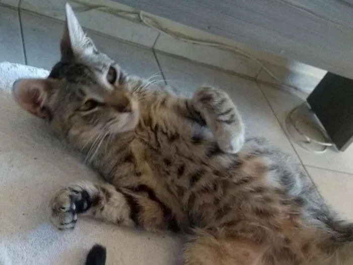 Gato ra a Srd, sem raça definida  idade  nome Não possui nome