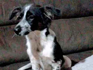 Cachorro raça Misturada srd x srd idade 1 ano nome Bela