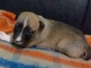Cachorro raça vira lata  idade Abaixo de 2 meses nome Molly