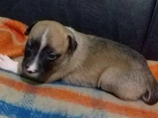 Cachorro raça vira lata  idade Abaixo de 2 meses nome Molly
