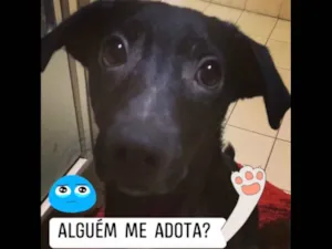 Cachorro raça SRD idade 2 a 6 meses nome Bruce
