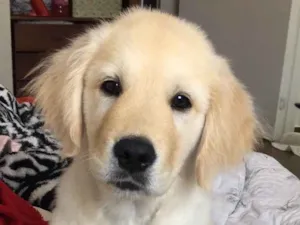 Cachorro raça Golden retriever  idade 7 a 11 meses nome Zeus