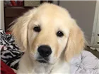 Cachorro raça Golden retriever  idade 7 a 11 meses nome Zeus