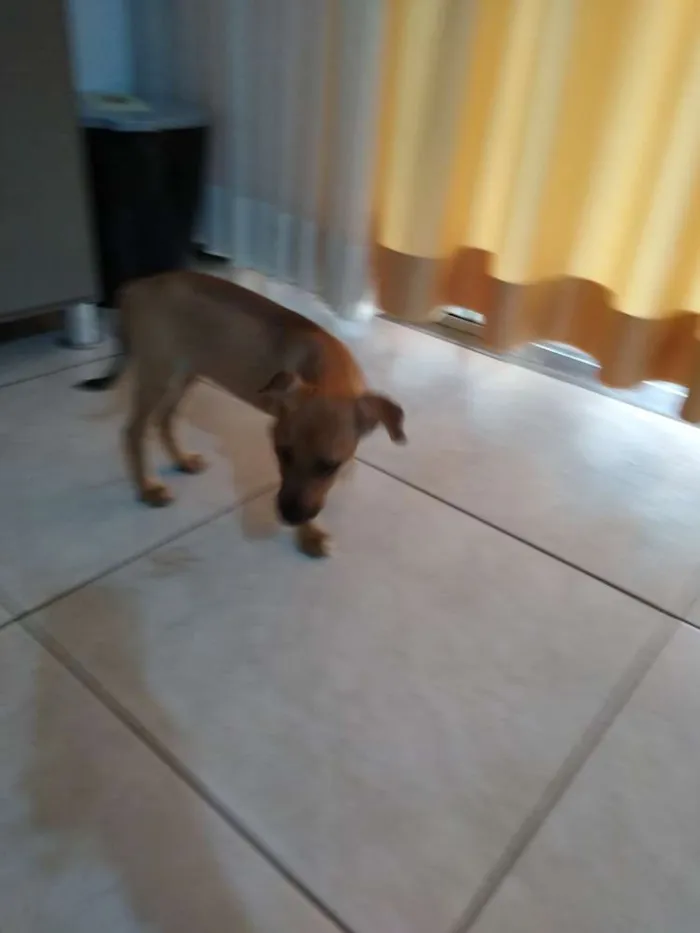 Cachorro ra a Pinscher 2 idade 2 a 6 meses nome Belinha