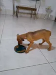 Belinha