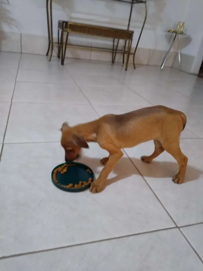 Cachorro ra a Pinscher 2 idade 2 a 6 meses nome Belinha