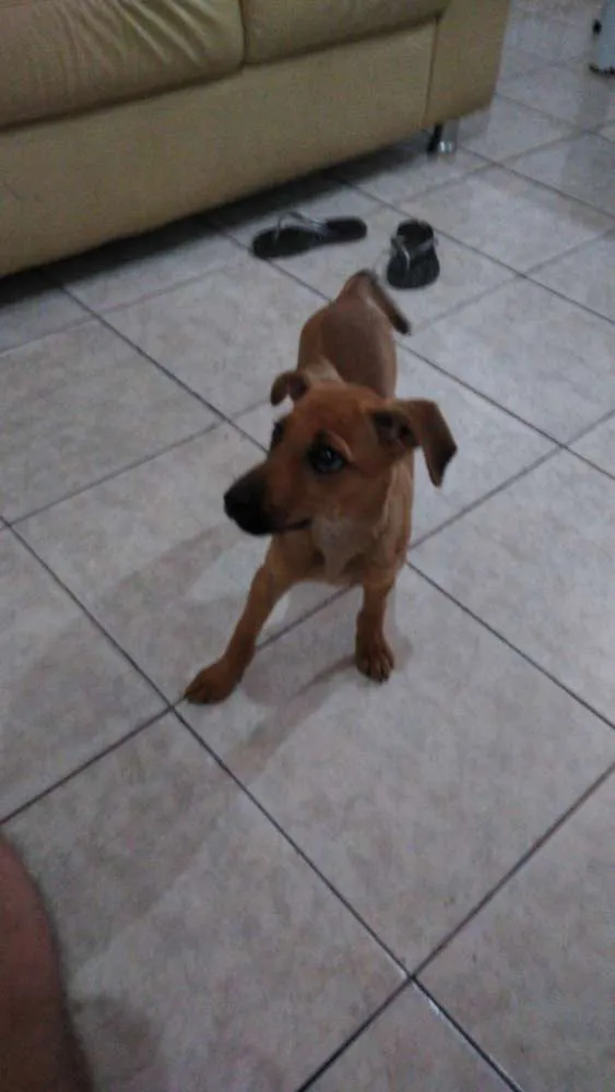 Cachorro ra a Pinscher 2 idade 2 a 6 meses nome Belinha
