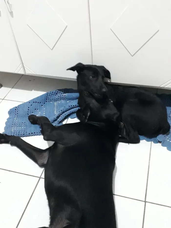 Cachorro ra a viralata labrador/  viralata idade 1 ano nome Stitch/ Pituca