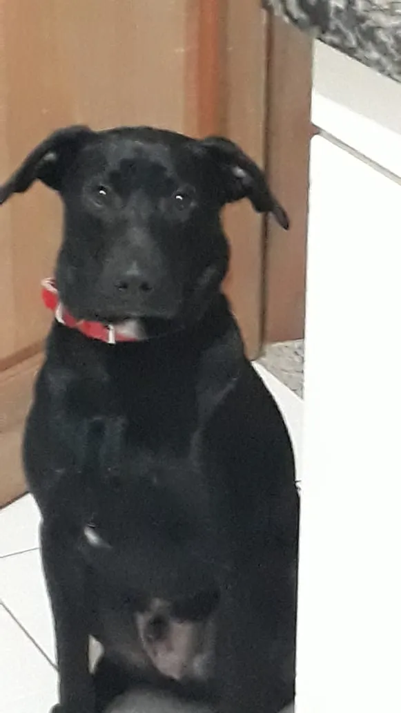 Cachorro ra a viralata labrador/  viralata idade 1 ano nome Stitch/ Pituca