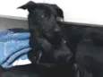 Stitch/ Pituca