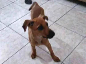 Cachorro raça Pinscher 2 idade 2 a 6 meses nome Belinha