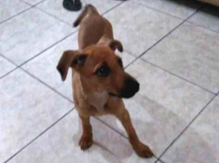 Cachorro ra a Pinscher 2 idade 2 a 6 meses nome Belinha
