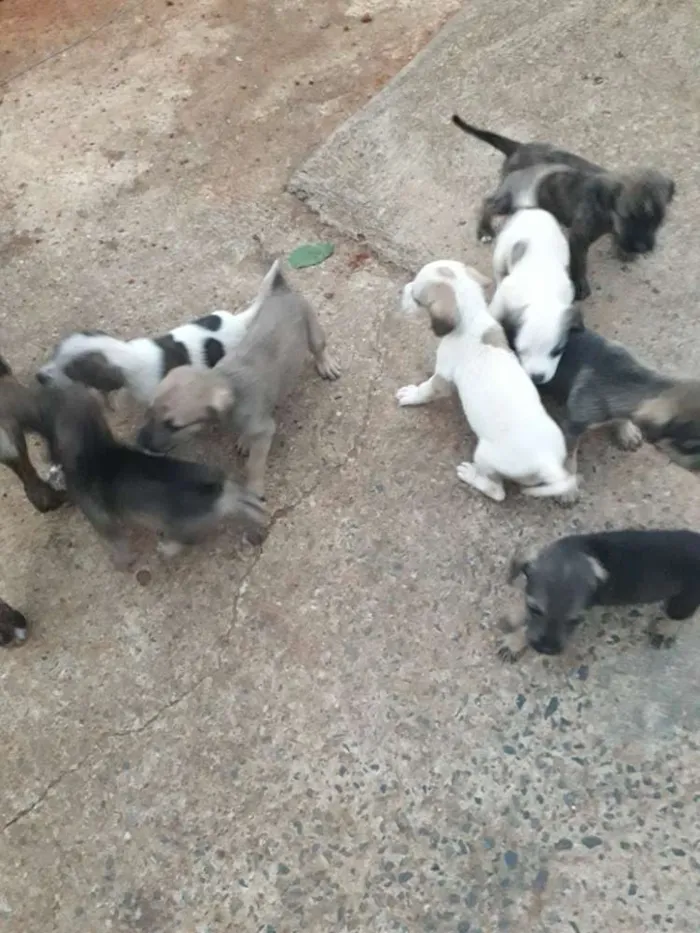 Cachorro raça Vira lata idade Abaixo de 2 meses nome Não  tem nome