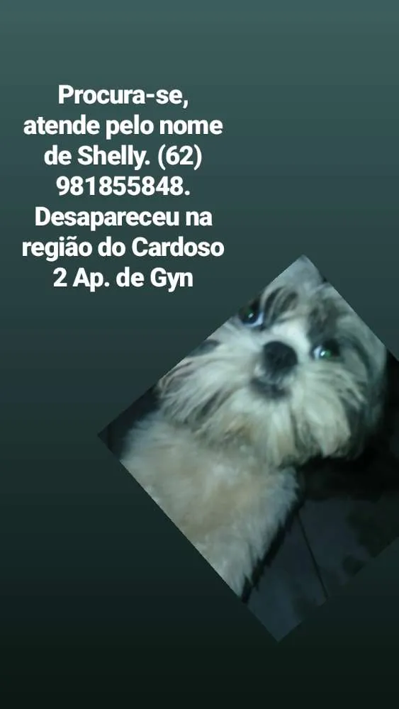 Cachorro ra a Shitzu idade 3 anos nome Shelly