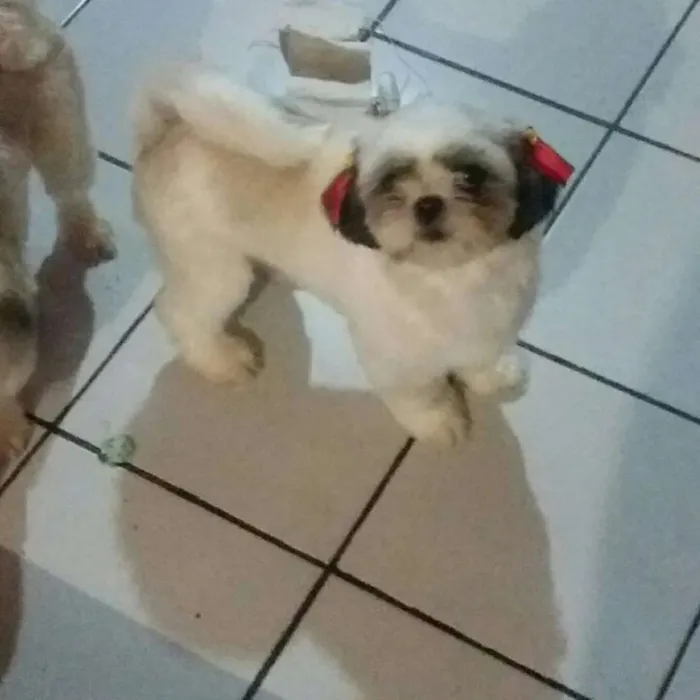Cachorro ra a Shitzu idade 3 anos nome Shelly