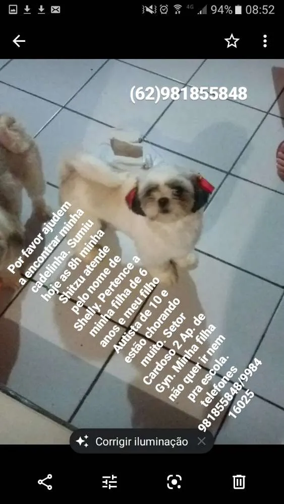 Cachorro ra a Shitzu idade 3 anos nome Shelly