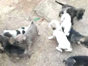 Cachorro raça Vira lata idade Abaixo de 2 meses nome Não  tem nome